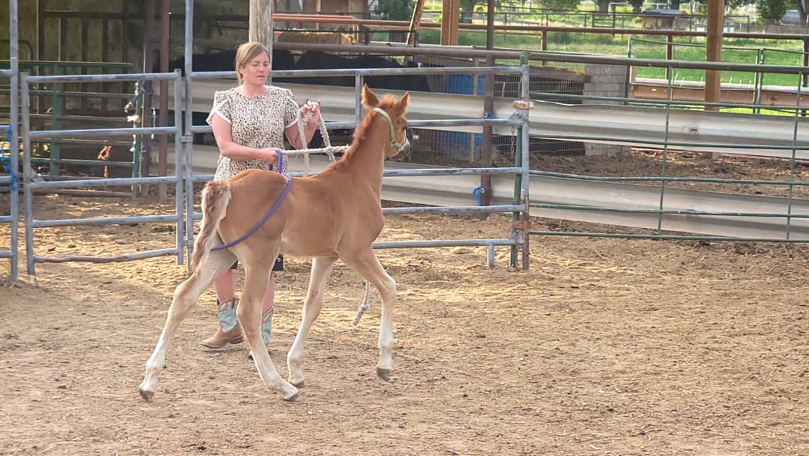 Chester the packhorse is much-beloved by the Major family of northeast Utah. He was born on their place, to mare that is from Wyoming.