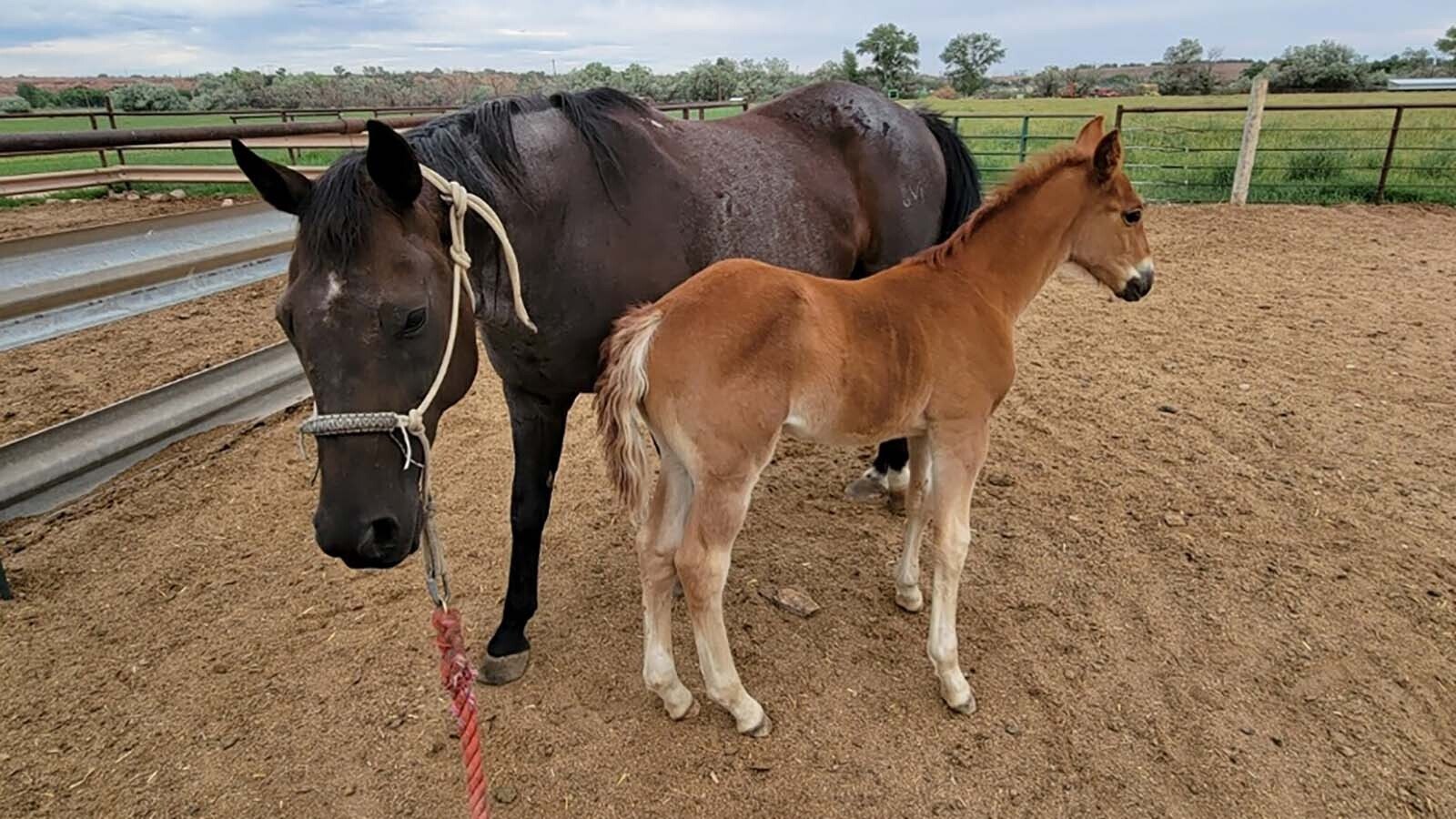 Chester the packhorse is much-beloved by the Major family of northeast Utah. He was born on their place, to mare that is from Wyoming.