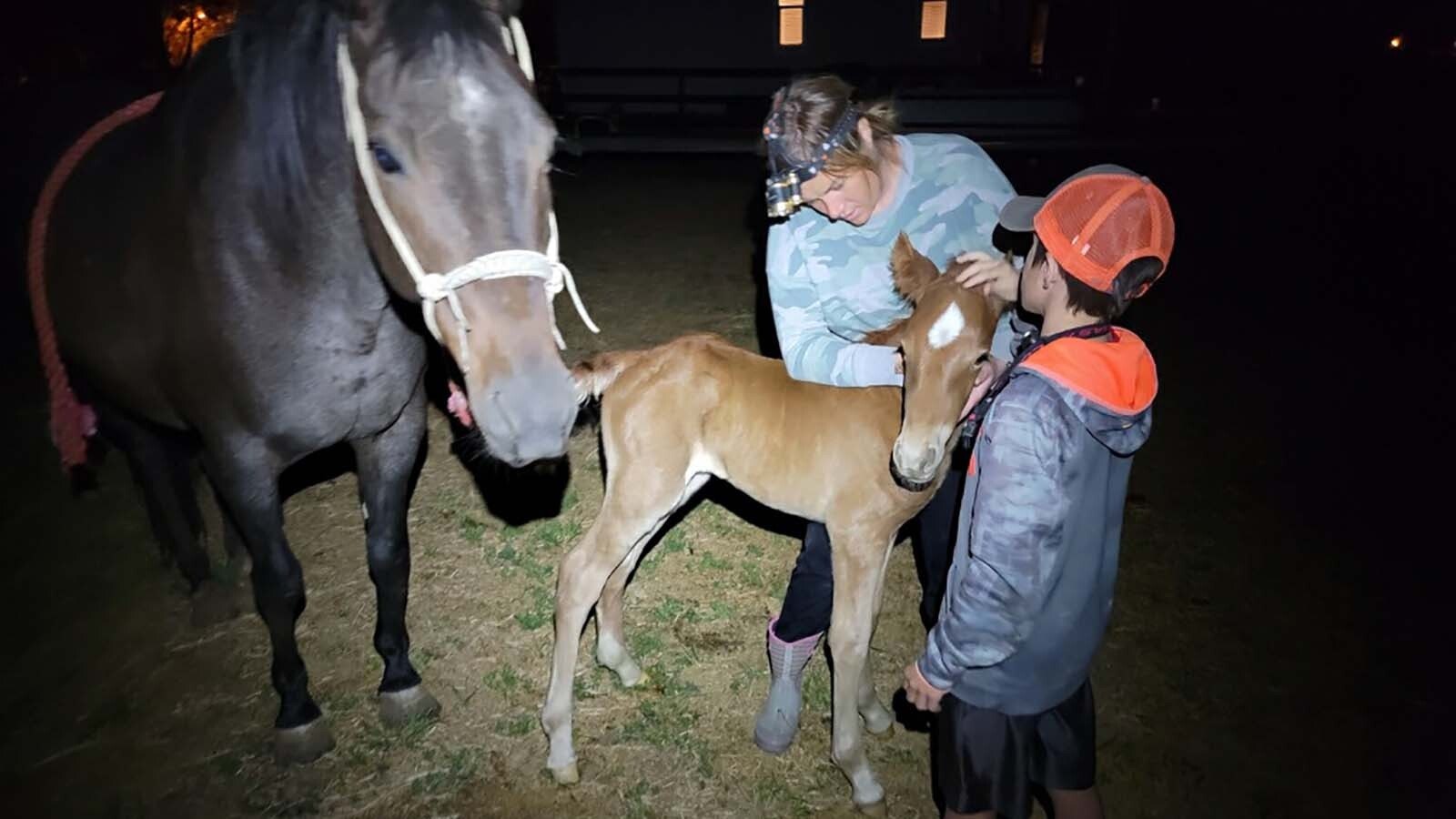 Chester the packhorse is much-beloved by the Major family of northeast Utah. He was born on their place, to mare that is from Wyoming.