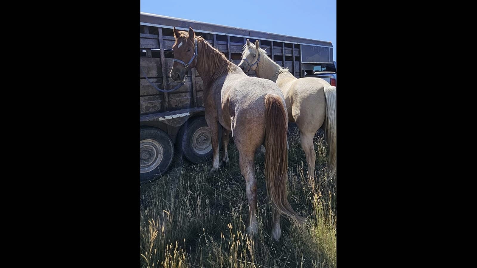 Chester is a big red roan half-draft packhorse from Utah. He pulled out of his halter during an elk hunt in the Wyoming mountains last week and was missing for four days and five nights.