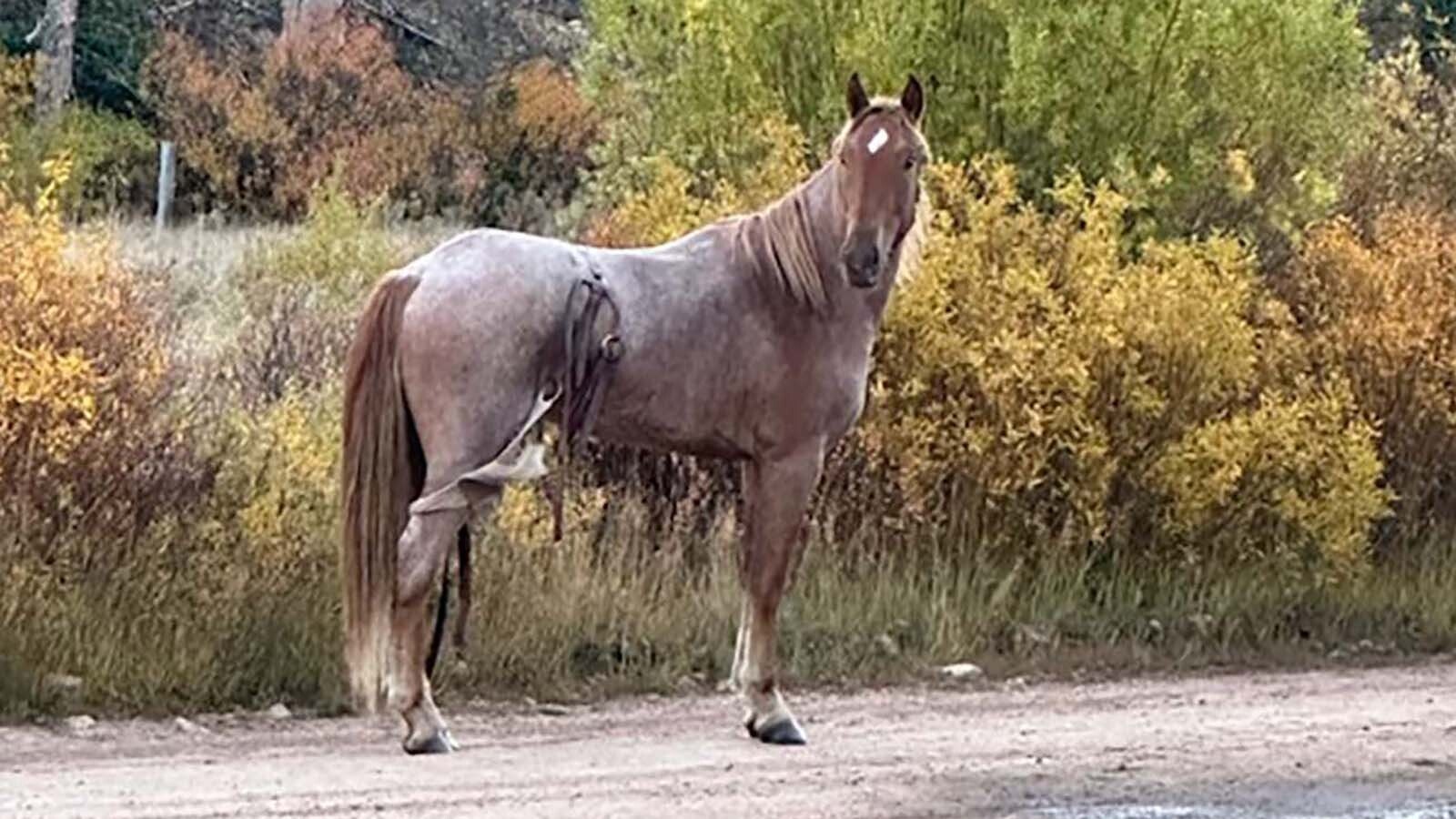 Chester, a packhorse from Utah, was photographed Tuesday on a county road near Bondurant after he went missing for four days and five nights in the Wyoming wilds. He was caught early the next day.