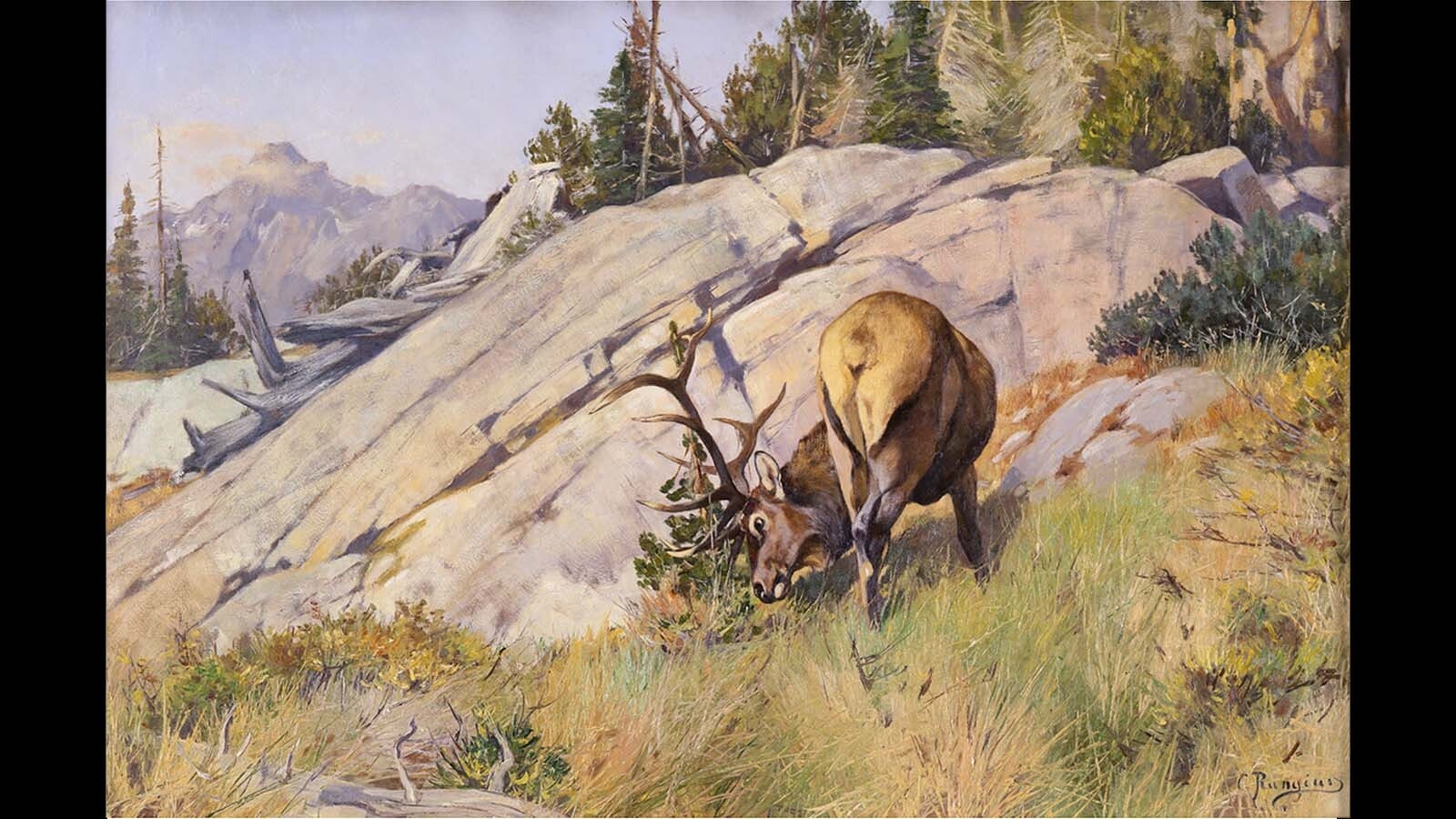 The Carl Rungius painting given to Albert Nelson as thanks for resetting his leg is called “The Last of the Velvet.”