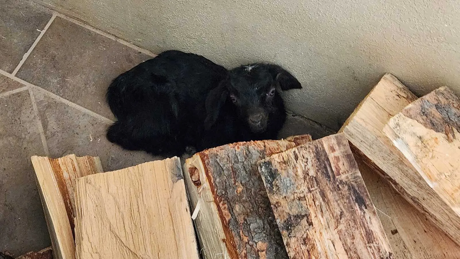 Meet Tenacity, The Tiny Runt Goat Helping 20-Year Buffalo Navy