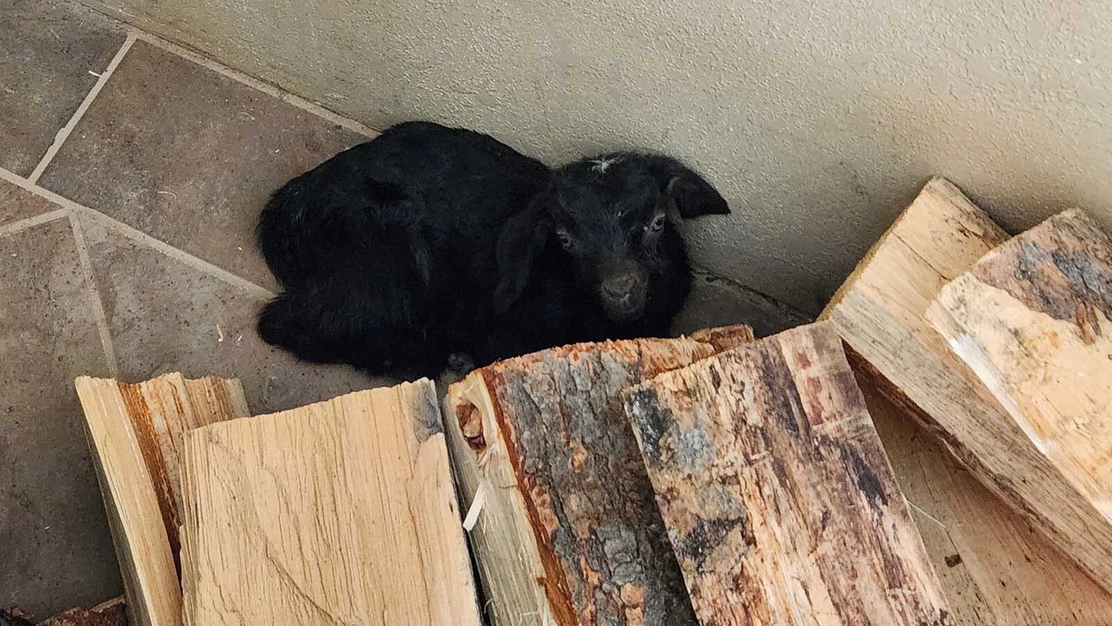 A Buffalo Navy veteran thought his dream of being a farmer was past. Then he came to Buffalo, Wyoming, where the veteran and a tiny runt goat named Tenacity crossed paths. “If you live, I’ll take care of you,” he promised.