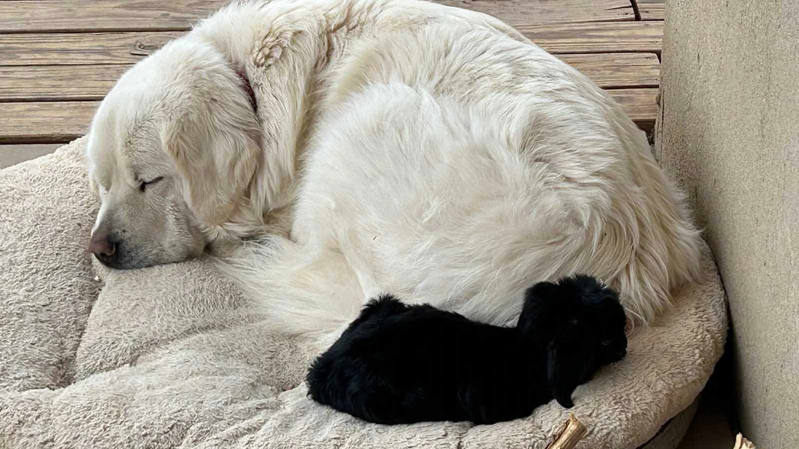 Tenacity runs around with the ranch dogs on Lonnie Frericks' farm, preferring to hang around with them and humans than other goats.