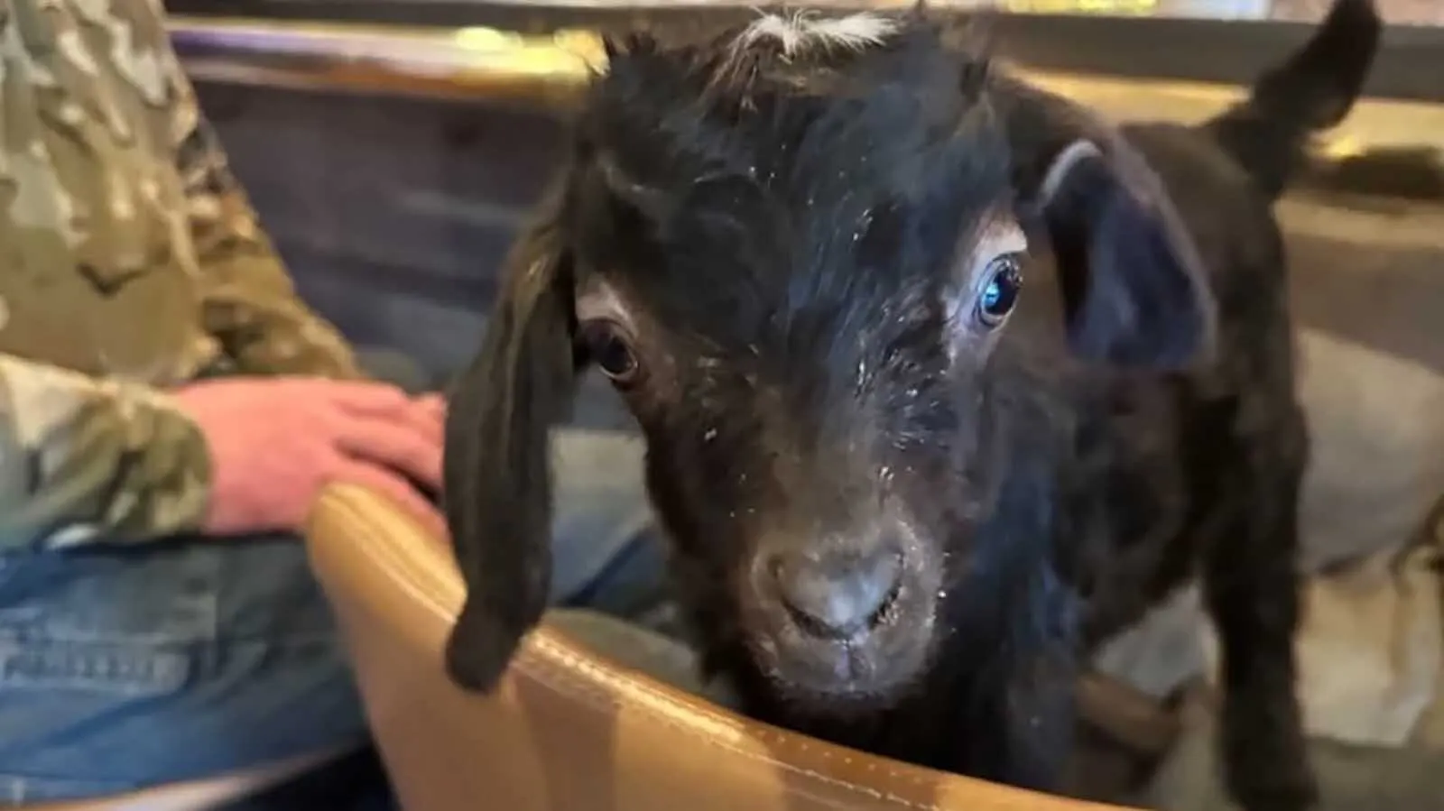 Meet Tenacity, The Tiny Runt Goat Helping 20-Year Buffalo Navy