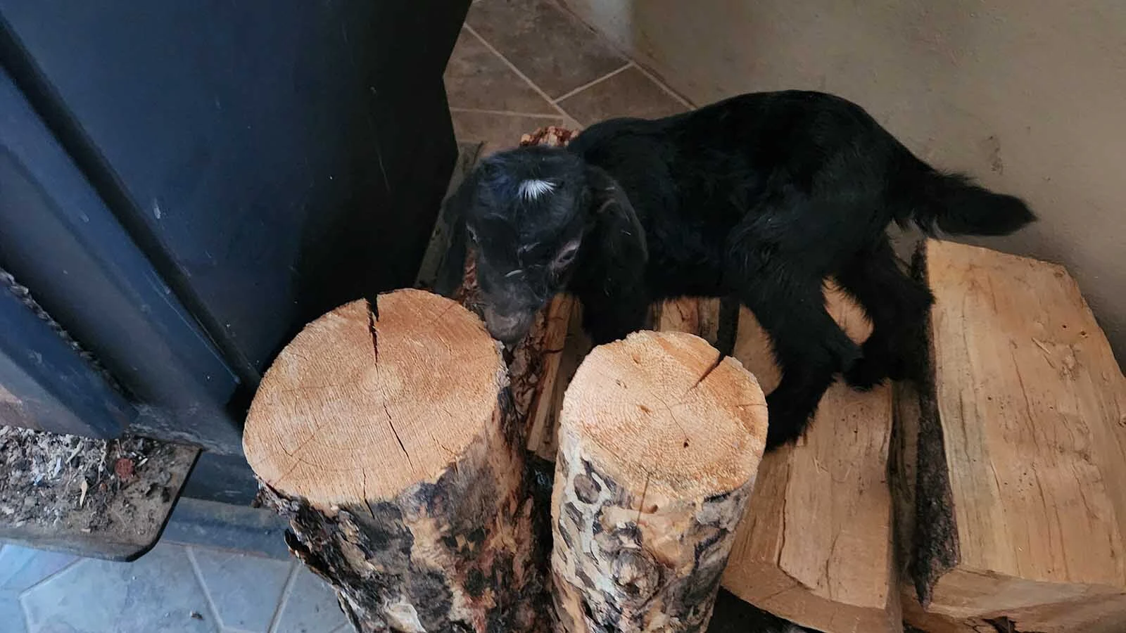 A Buffalo Navy veteran thought his dream of being a farmer was past. Then he came to Buffalo, Wyoming, where the veteran and a tiny runt goat named Tenacity crossed paths. “If you live, I’ll take care of you,” he promised.