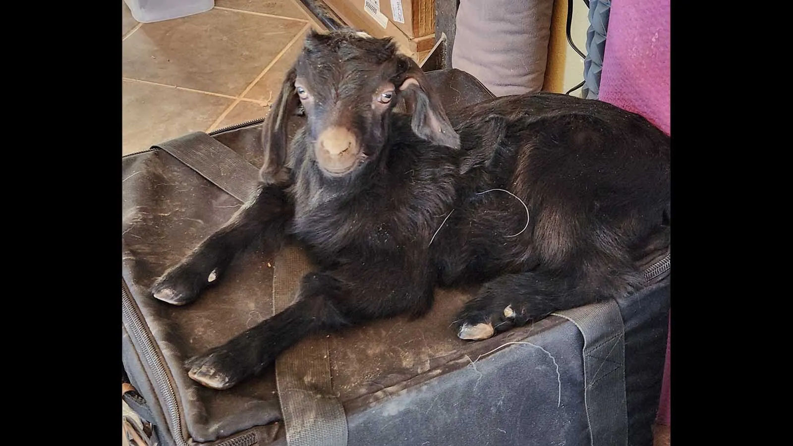 RUST IN PEACE【L】BLACK G.O.A.T Meet Tenacity, The Tiny Runt Goat Helping 20-Year Buffalo Navy