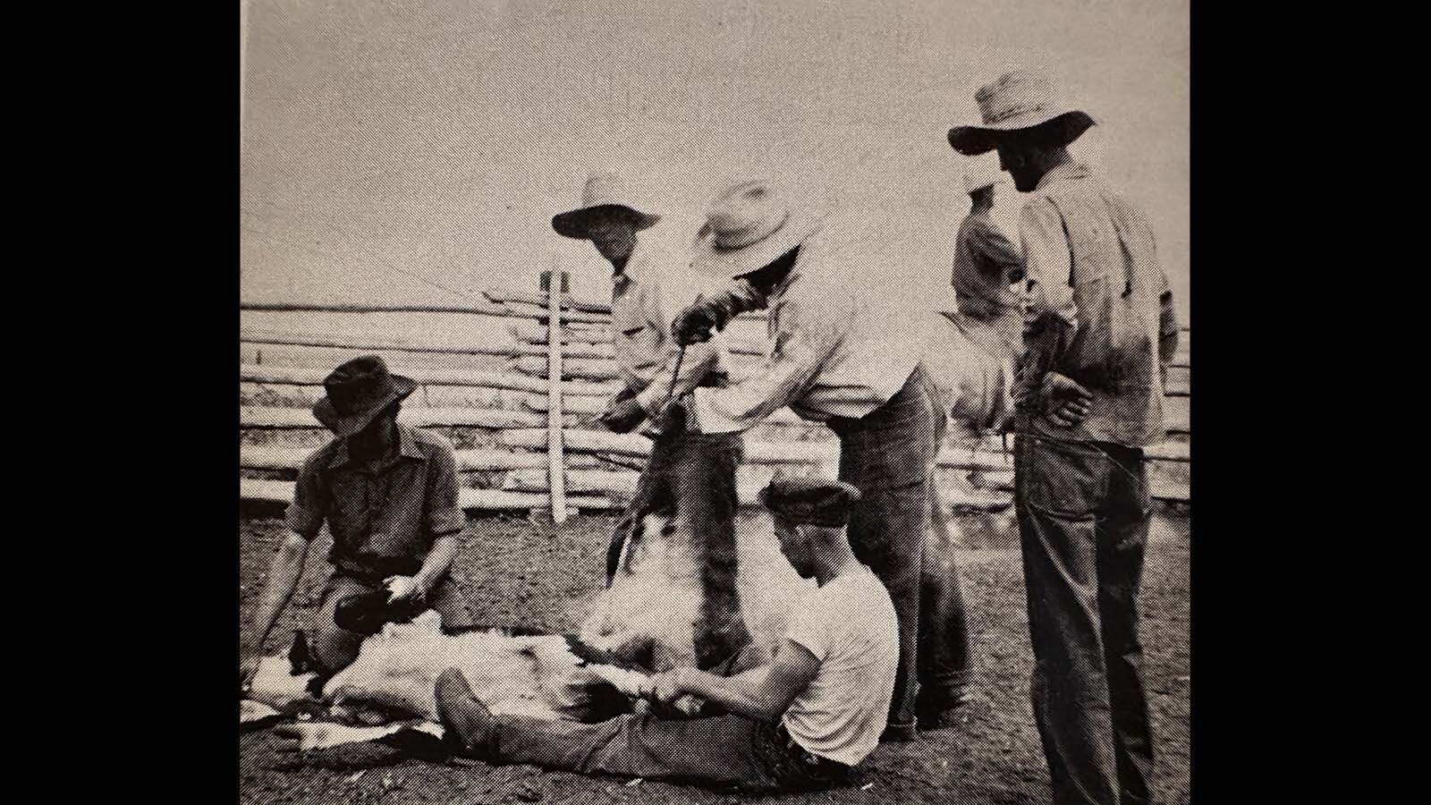 The Sargent family had installed their own private phone line on the barbed wire fences by their home. This line only extended to Forrest Sargent’s parents house but connected the two families, especially in the case of an emergency.