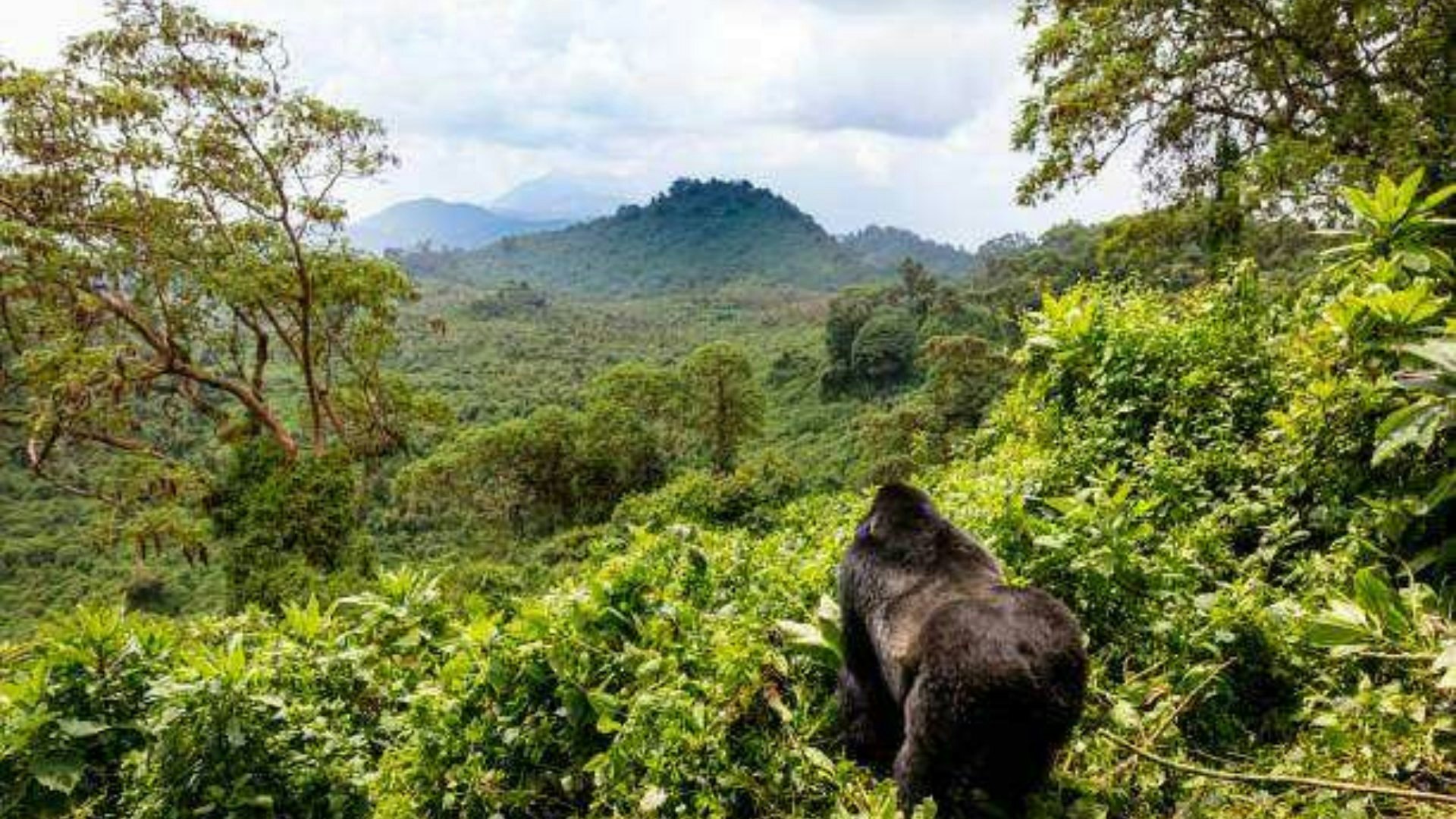 The beautiful and lush jungles of Rwanda are home to gorillas and other wildlife. A pair of Wind River Indian Reservation teachers will travel there in July to study the country's 1994 genocide that left nearly 800,000 people dead.