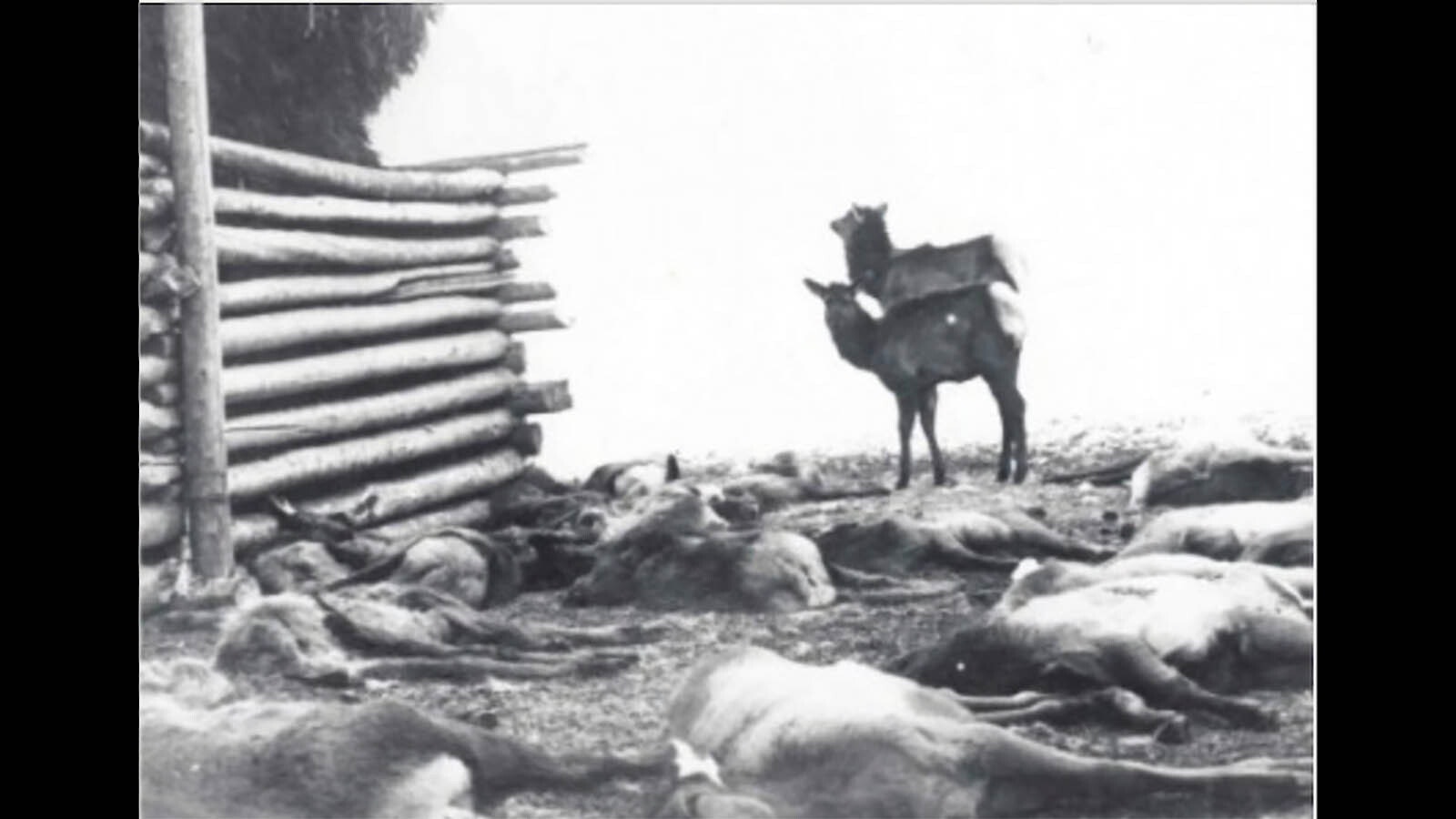 SN Leek photo of the massive elk die off of 1909 in the Jackson Hole area.
