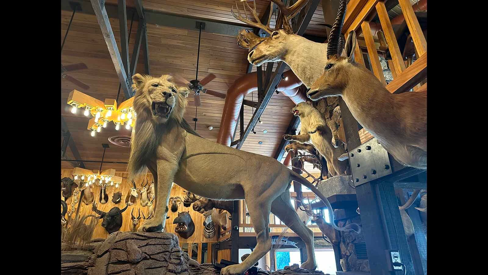 Since the early 1980s, this lion has greeted patrons of the Safari Club in Hot Springs State Park. Most of the taxidermy collection will be auctioned off and those that are illegal to sell will remain with the restaurant and hotel for now.