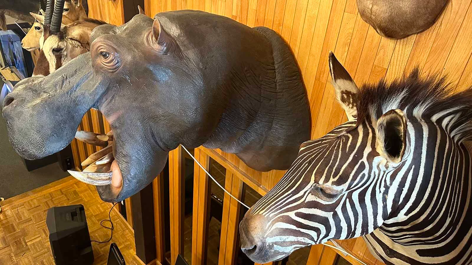 Wyoming animals and rare mounts like the hippo have graced the walls of the Safari Club in Hot Springs State Park for over four decades. The Mills’ family now must find a new home for the animals and those that can be sold legally, are being shipped to an auction house next week.