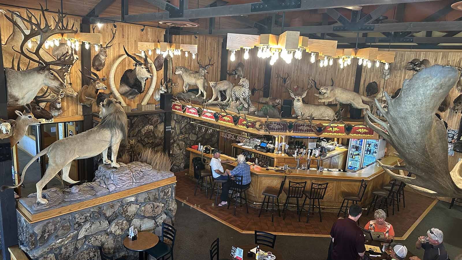 The Safari Club in Thermopolis will soon lose its large collection of taxidermy animals. The restaurant has recently been denied its liquor license because their lease will expire this October. Management is encouraging guests to BYOB to enjoy with their meals.