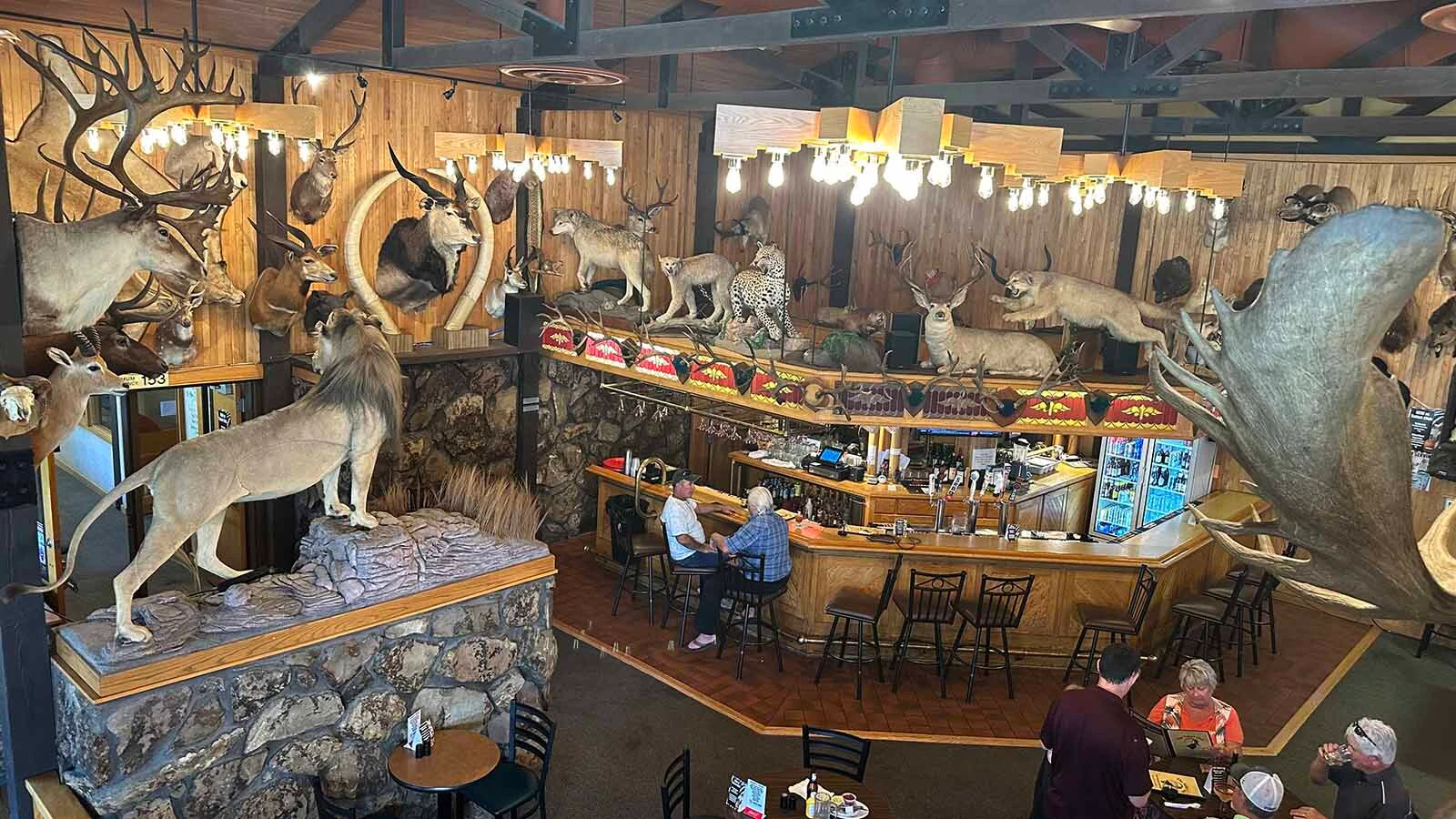 The Safari Club in Thermopolis will soon lose its large collection of taxidermy animals. The restaurant has recently been denied its liquor license because their lease will expire this October. Management is encouraging guests to BYOB to enjoy with their meals.