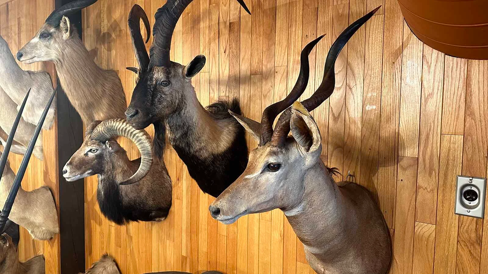 Safari Club 7 mounts 4 11 26