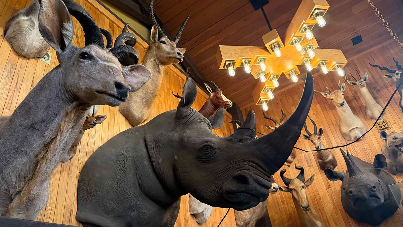 The head mounts and full bodied mounts of the Safari Club in Thermopolis will soon be auctioned off to the highest bidder. The Mills’ family had agreed to display the mounts for three years after selling their partnership in the restaurant and hotel. That three years is now over and the taxidermy animals will be heading to the auction block next week.