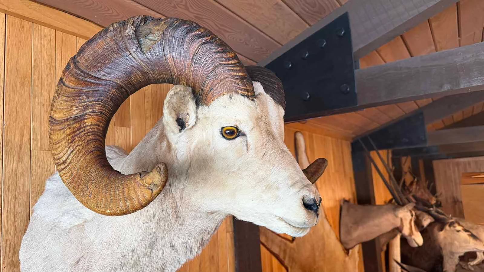 The head mounts and full bodied mounts of the Safari Club in Thermopolis will soon be auctioned off to the highest bidder. The Mills’ family had agreed to display the mounts for three years after selling their partnership in the restaurant and hotel. That three years is now over and the taxidermy animals will be heading to the auction block next week.