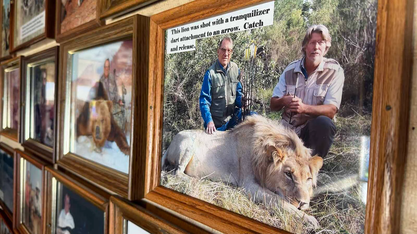 Jim Mills of Thermopolis spent a lifetime as a big game hunter and many of his hunting adventures are on display at the Safari Club in the Hot Springs State Park. His extensive taxidermy collection will be packed up next week to be taken to auction. The photos will remain with the family who say it is a bittersweet end to their father’s legacy and for Thermopolis.