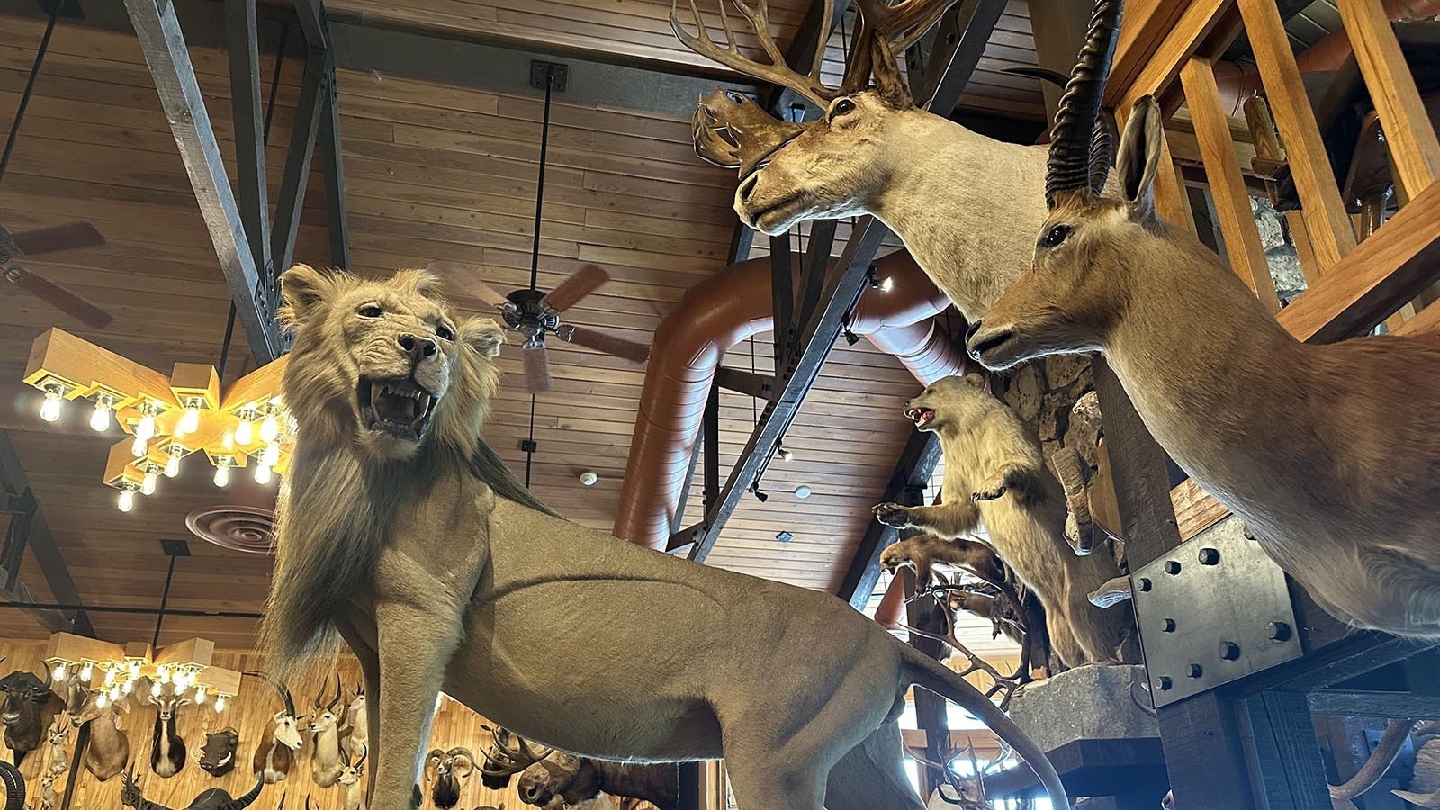 The King of the Jungle guards the way to the bar at the Safari Club. No one under 21 allowed! Kids can go upstairs to view the mounts in the bar however.