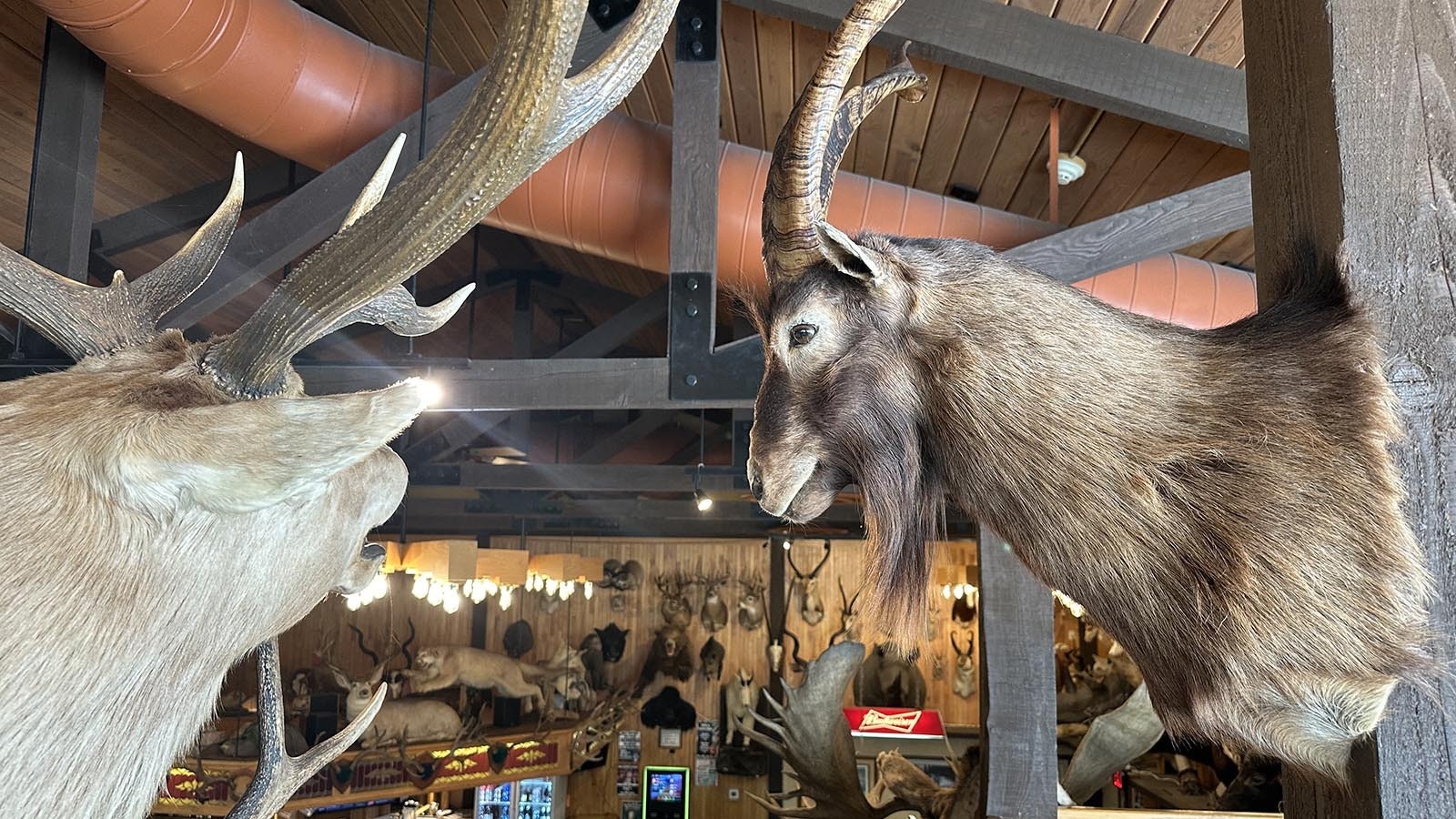 A close view of one of Jim Mill’s trophy animals overlooking the bar.