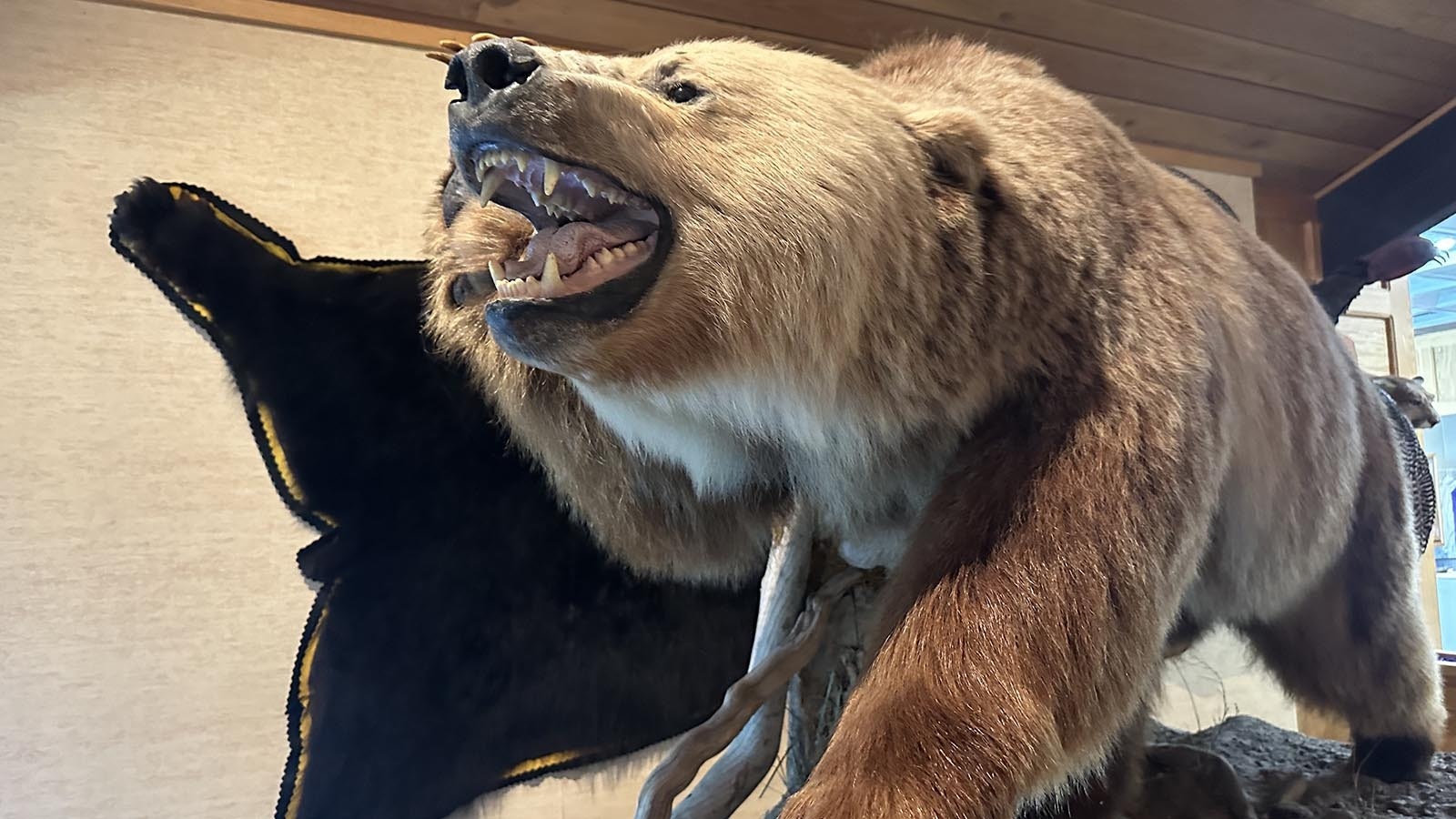 The bear that greets visitors at the entrance to the Safari Club.