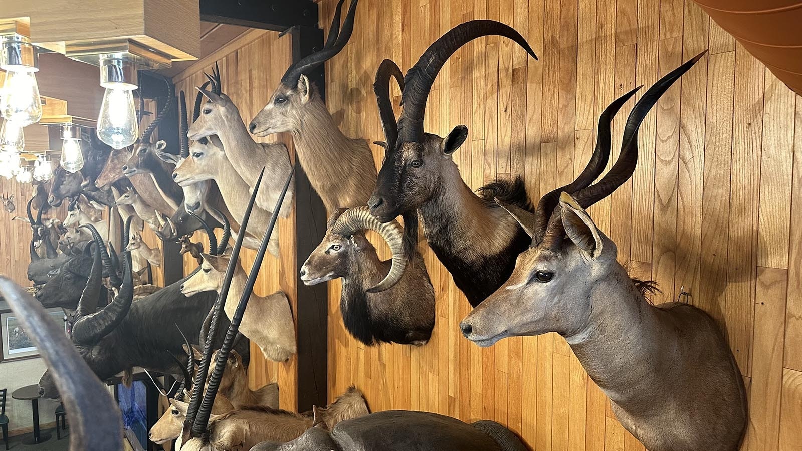 Overlooking the Safari Club is a collection of animals that Jim Mills took in his many hunting adventures.