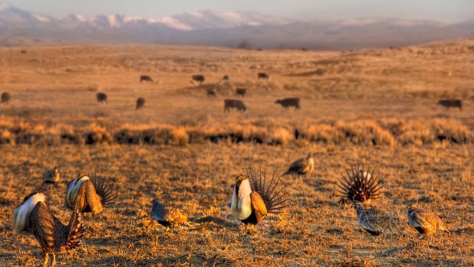 Since 2015, land managers, conservationists and the oil and gas industry have debated how to balance the needs of the sage grouse with new oil and gas development. Now the Trump administration hopes to finalize a plan supported by oil and gas producers.