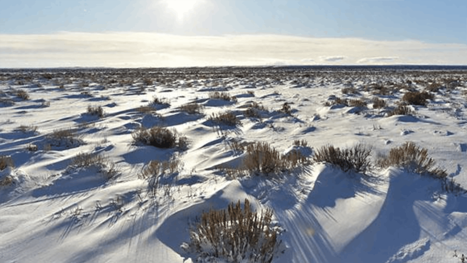 Sagebrush act as natural snow fences, holding moisture that allows for regeneration of plants come spring, while providing forage in the depths of winter for sage grouse.