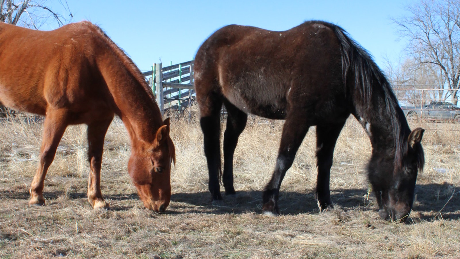 Ohio and Haatali are a pair of rescue horses Samira Tennyson adopted.
