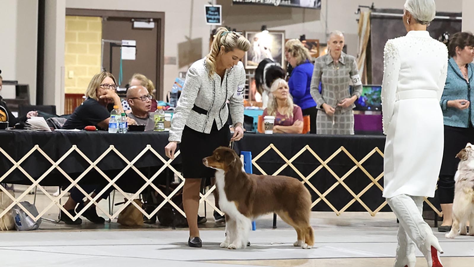 At Westminster, as well as other competitions, Sansa is judge on how well she represents the characteristics of her breed.