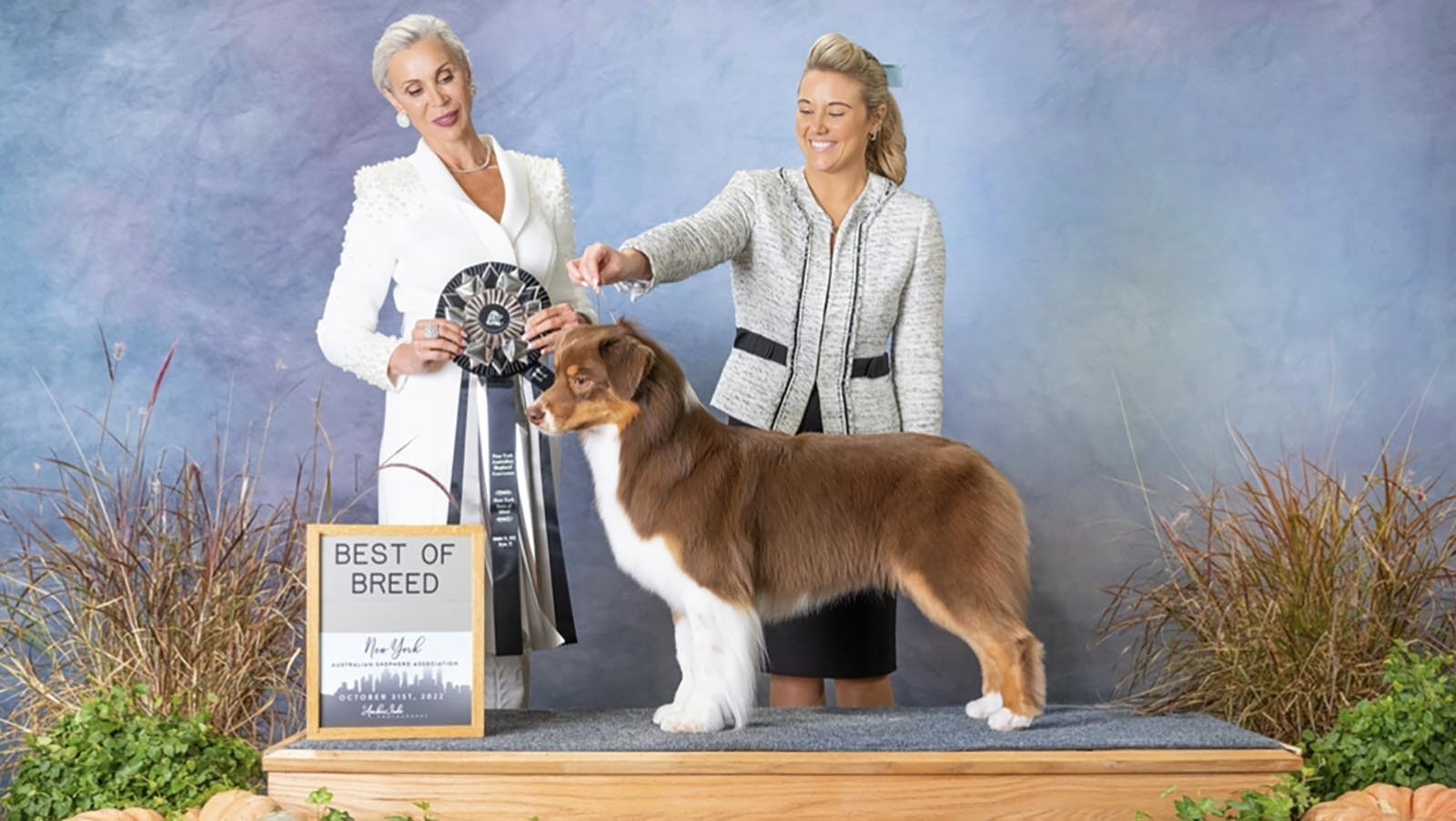 Sansa has several awards and ribbons, including this Best of Breed recognition from the New York Australian Shepherd Association.