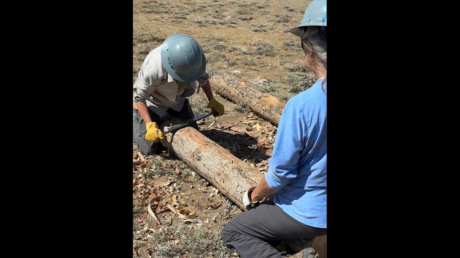 HistoriCorps volunteers peel a replacement log for the cabin at Gillespie Place.