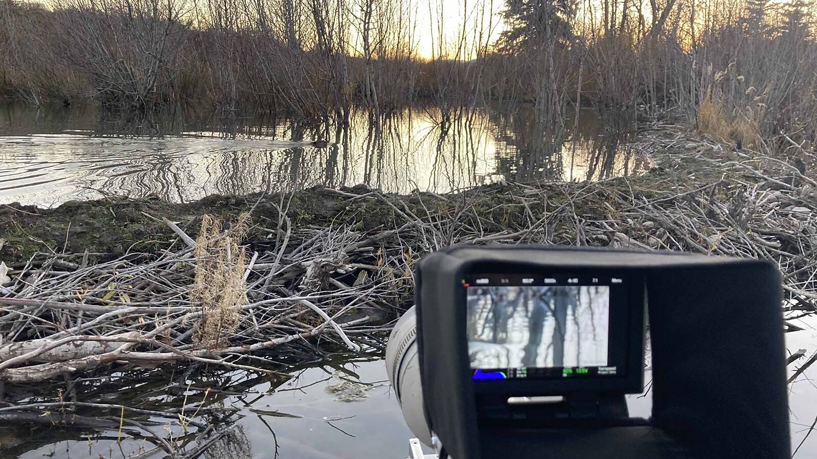 Montana production company Warm Springs and distributor Osmosis team up for conservation docuseries exploring threats to the Greater Yellowstone Ecosystem, featuring famed biologists and footage from a Wyoming cinematographer known as “The Beaver Man.”
