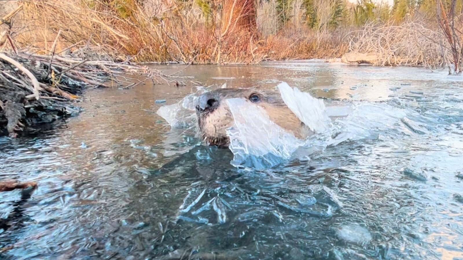 Montana production company Warm Springs and distributor Osmosis team up for conservation docuseries exploring threats to the Greater Yellowstone Ecosystem, featuring famed biologists and footage from a Wyoming cinematographer known as “The Beaver Man.”