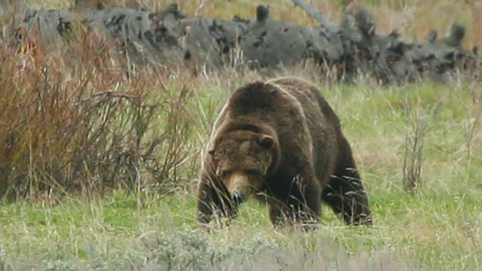 Connie Jeffcoat of South Carolina is a frequent visitor to Yellowstone National Park and was a huge fan of a grizzly called Scarface. She took these photos of him in the spring of 2015. He was shot by a hunter that fall.
