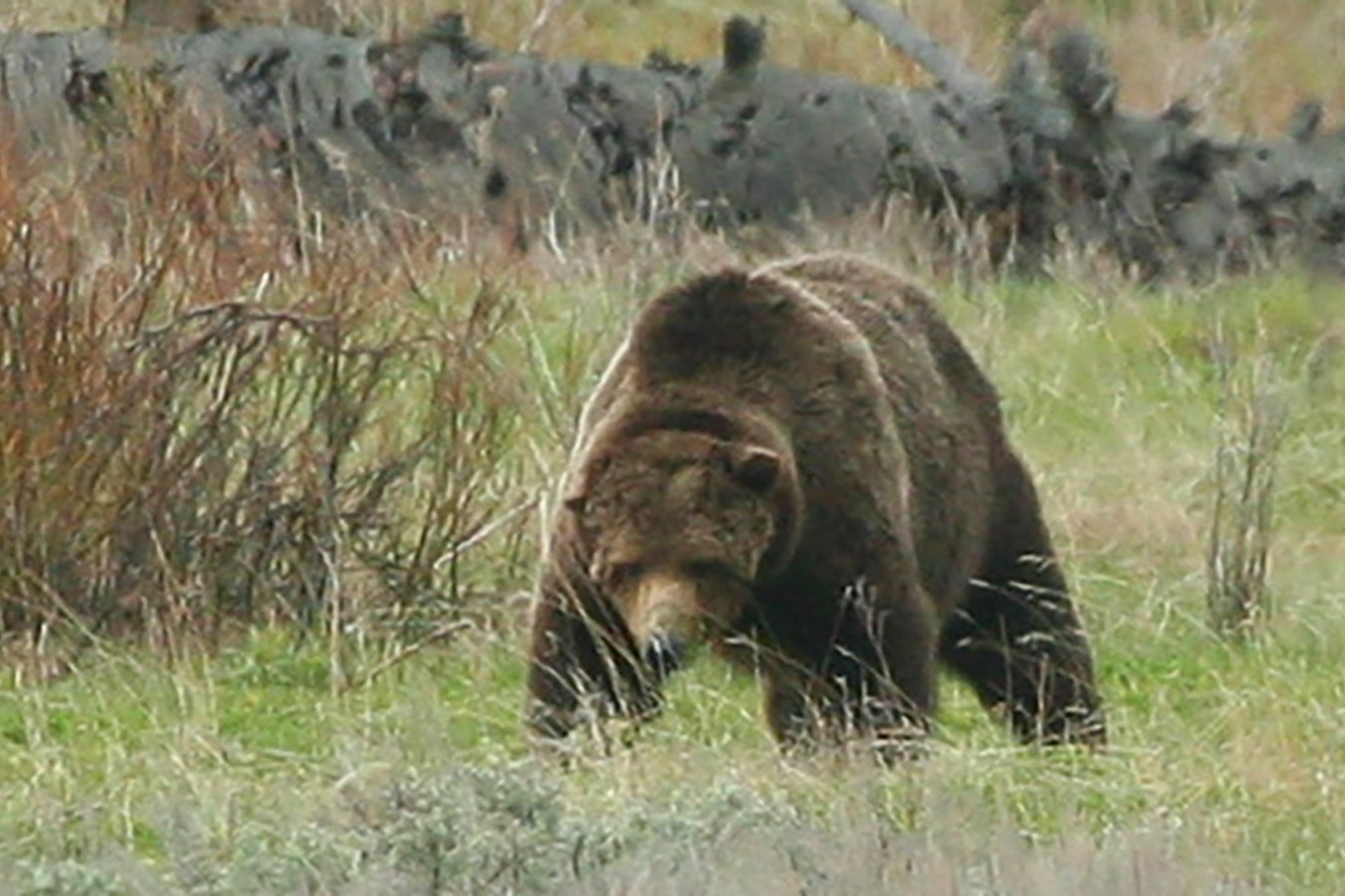 Connie Jeffcoat of South Carolina is a frequent visitor to Yellowstone National Park and was a huge fan of a grizzly called Scarface. She took these photos of him in the spring of 2015. He was shot by a hunter that fall.