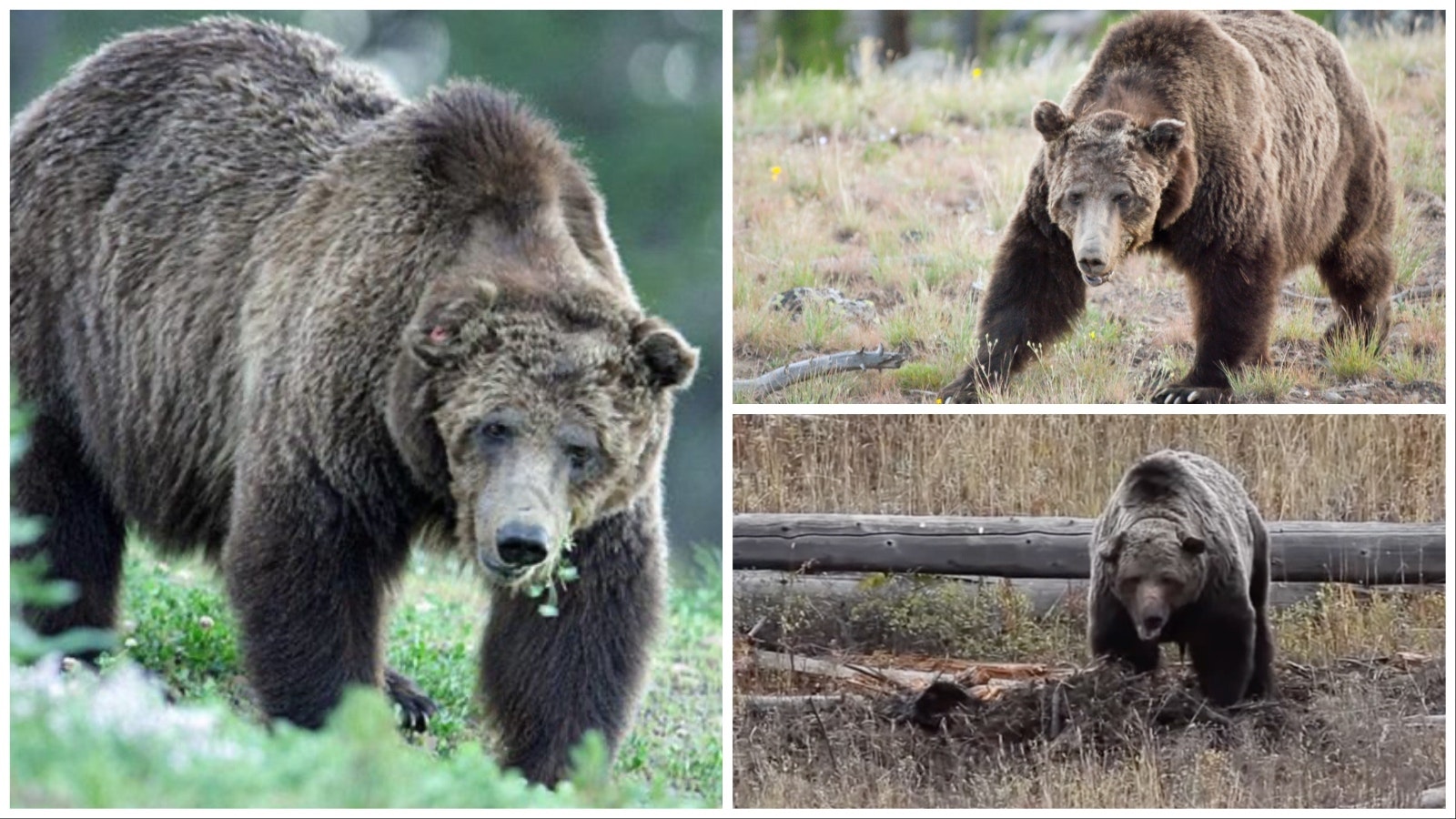 Yellowstone's famous grizzly Scarface, in a trio of photos from Getty Images and the National Park Service.