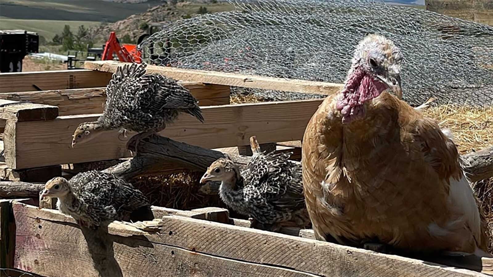 Turkeys at Albany County’s Schadey’s Acres go free range.