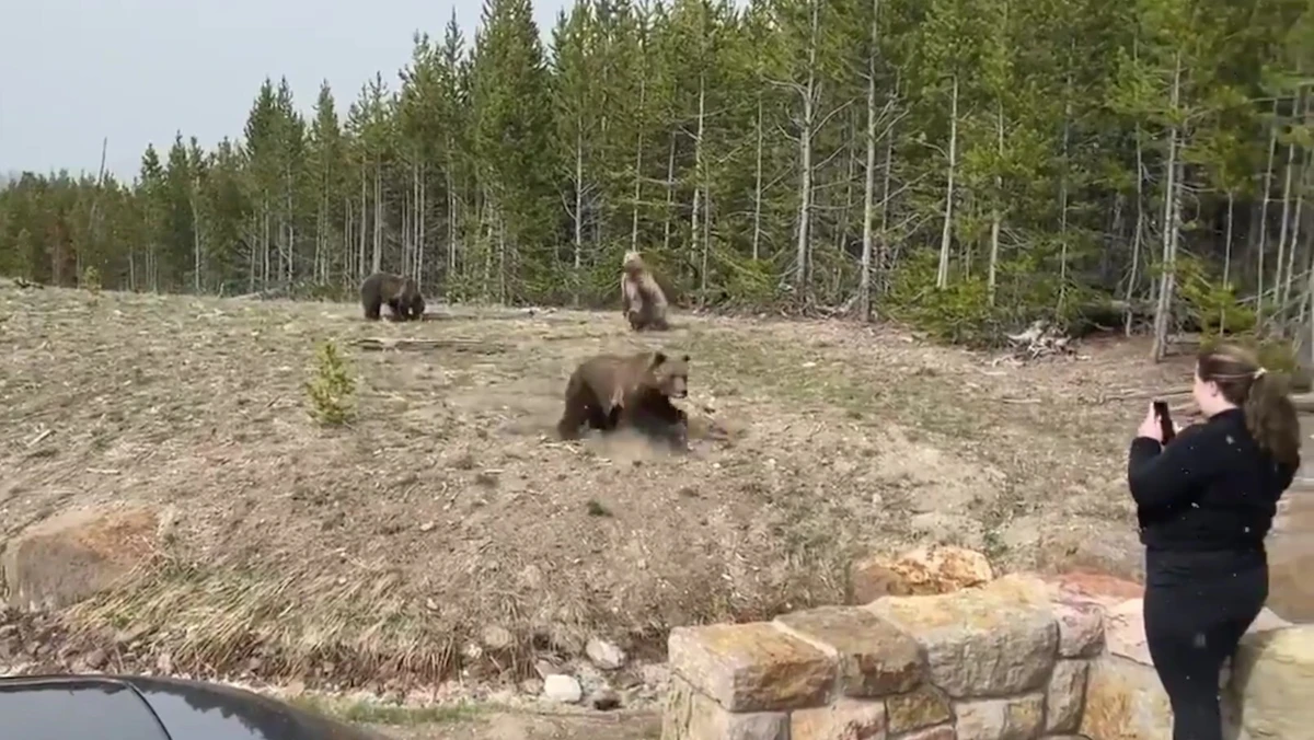 Tourist Season Begins: Woman Charged By Grizzly Bear In Yellowstone ...