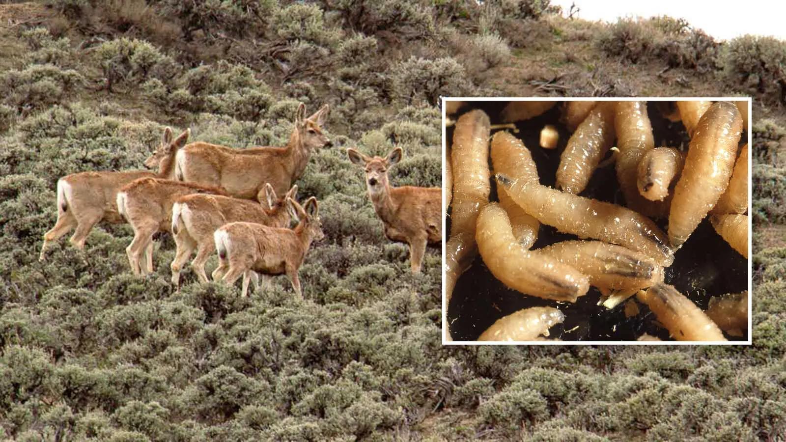 Texas outfitters are worried that a screwworm outbreak there could ruin their hunting season. Some Wyoming outfitters and hunters say if the infestation hits here, it could be a wildlife disaster. "We don’t know yet whether to be scared,” said one.