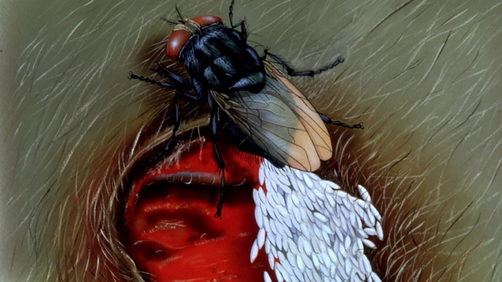 A fly laying eggs in the wound of a livestock animal. The larvae that hatch become screwworms, which can eat an animal or person alive.