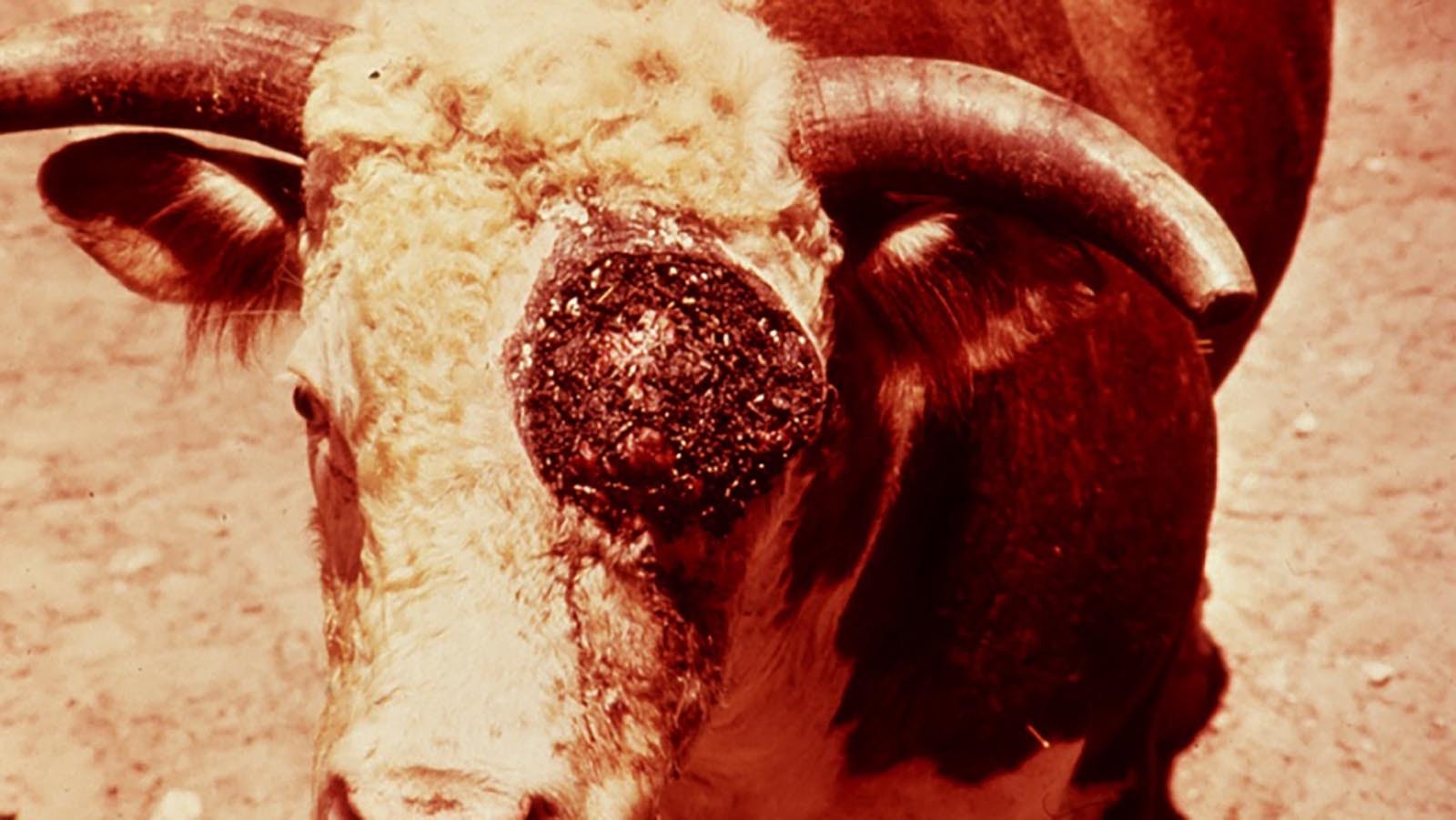 A cow infested with screwworm.