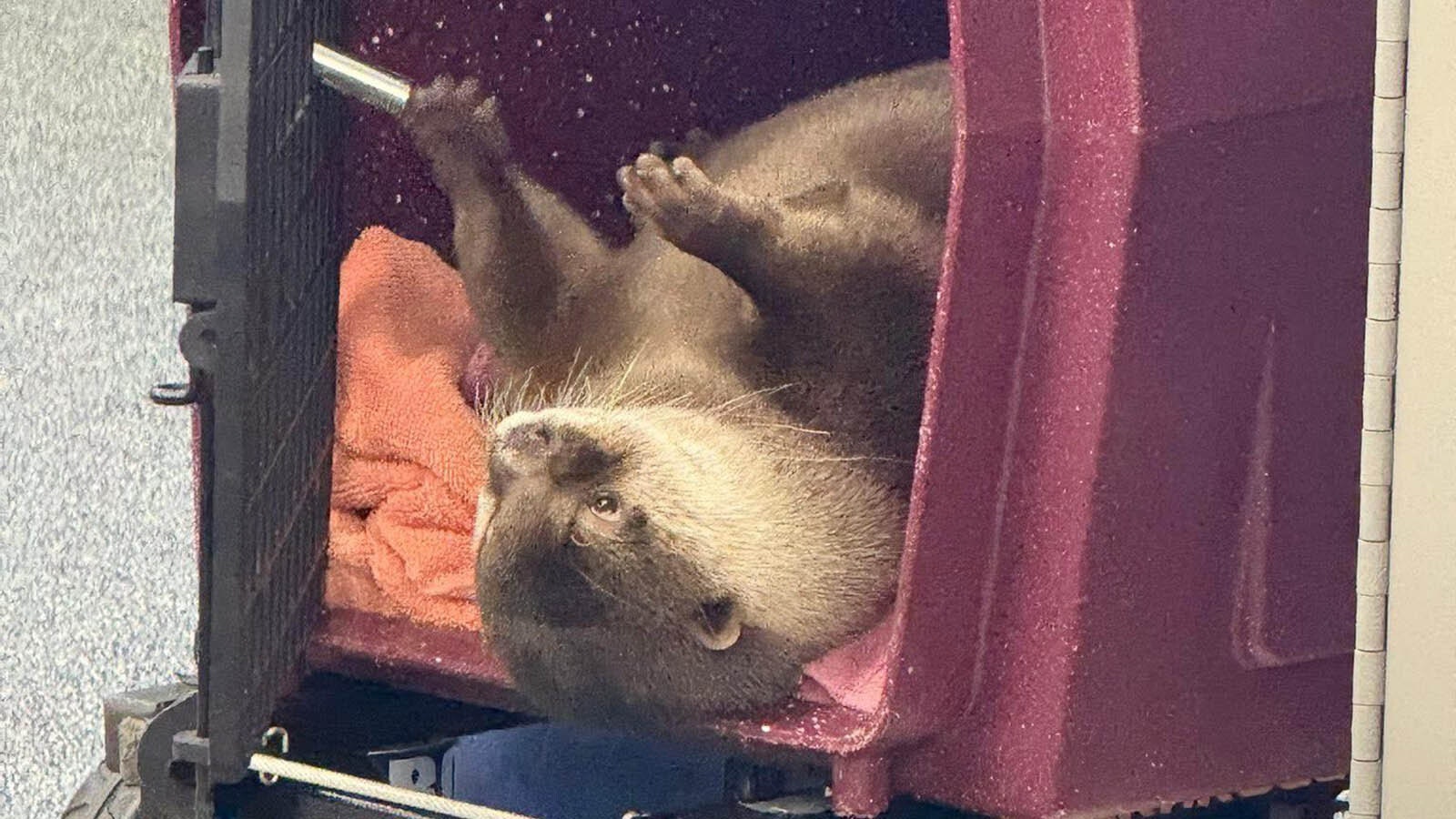 A Florida county sheriff’s office has what they say is the first-ever search and recovery otter, for finding bodies underwater. A Wyoming sheriff’s office is “not counting out” the possibility of using a recovery otter.