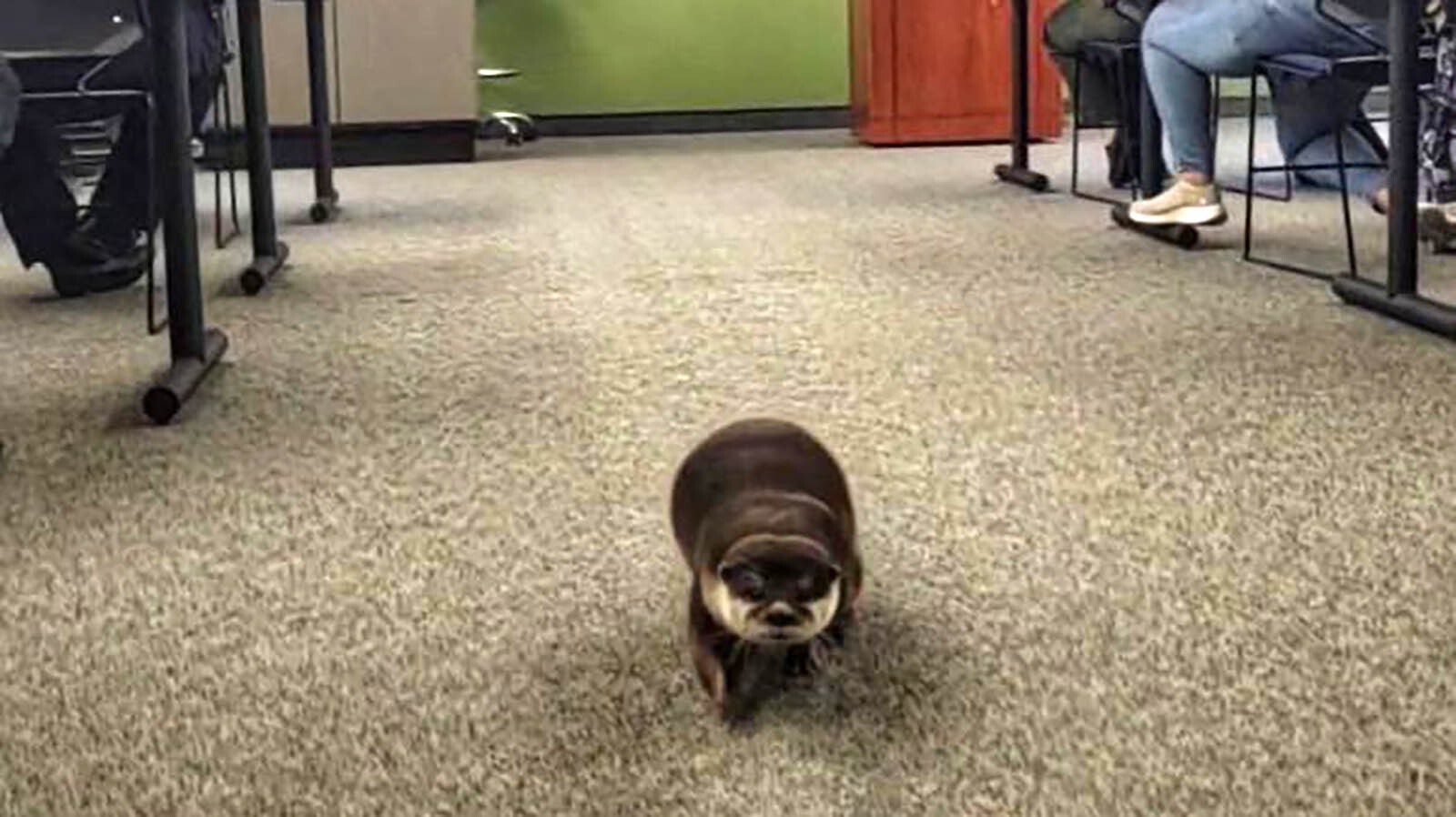 A Florida county sheriff’s office has what they say is the first-ever search and recovery otter, for finding bodies underwater. A Wyoming sheriff’s office is “not counting out” the possibility of using a recovery otter.