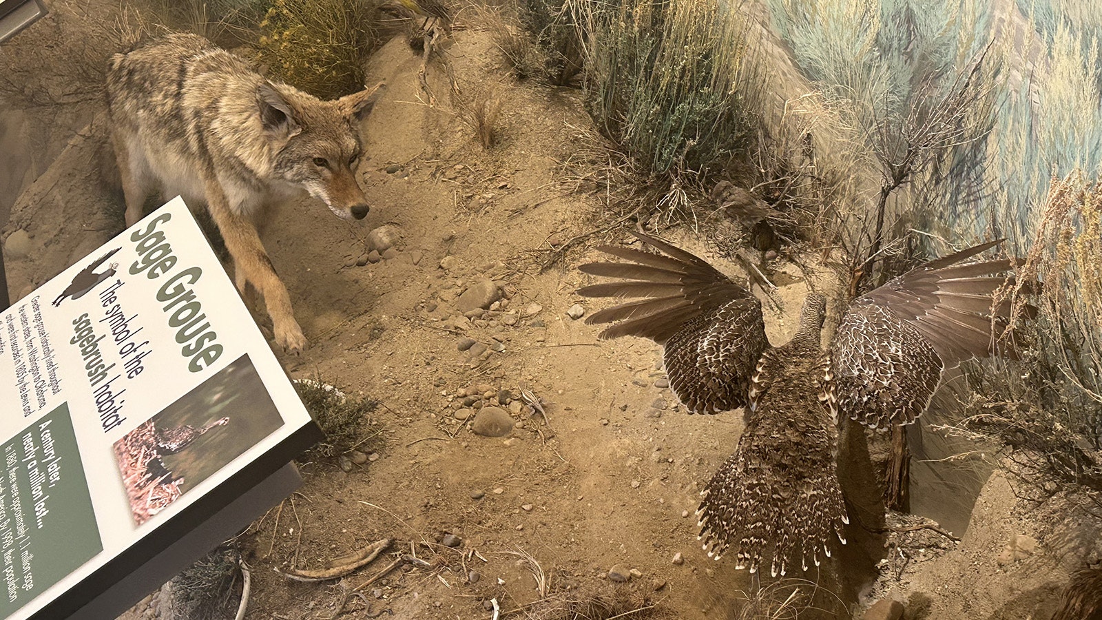 A sage grouse exhibit at the Seedskadee National Wildlife Refuge.