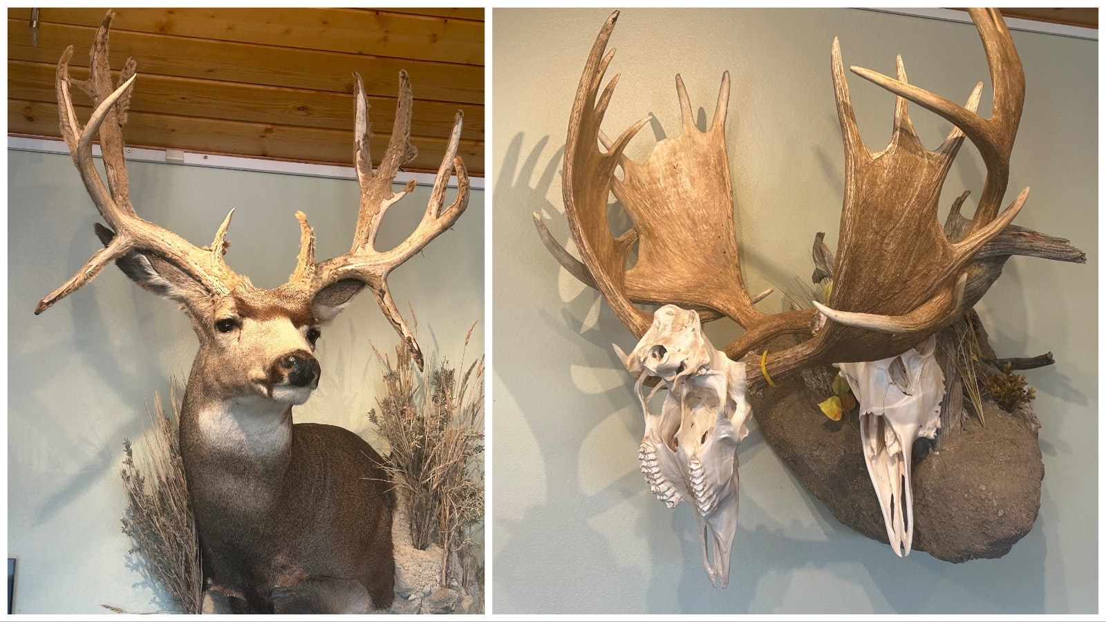 A pair of wildlife oddities are on display at the Seedskadee National Wildlife Refuge: a non-typical buck deer and the antlers of a pair of moose who died while entangled with each other.