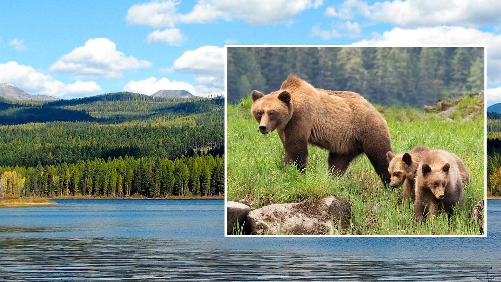 A hunter in Montana told authorities that when three grizzlies charged at him and his friend, he shot and killed two of the bears in self-defense. The incident is still under investigation.