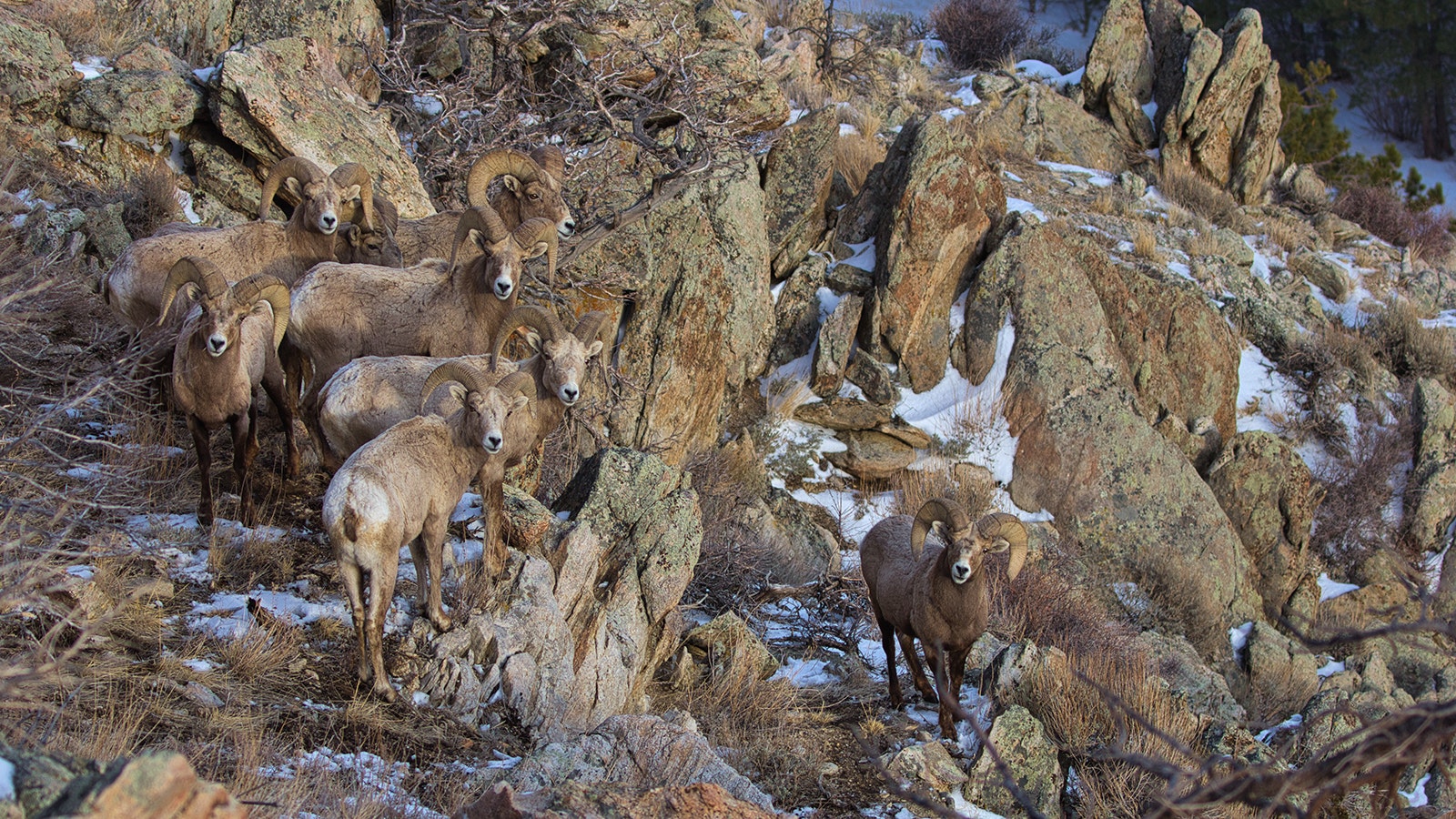 The Ferris-Seminoe bighorn sheep are prized as one of Wyoming’s healthiest, most vibrant herds.