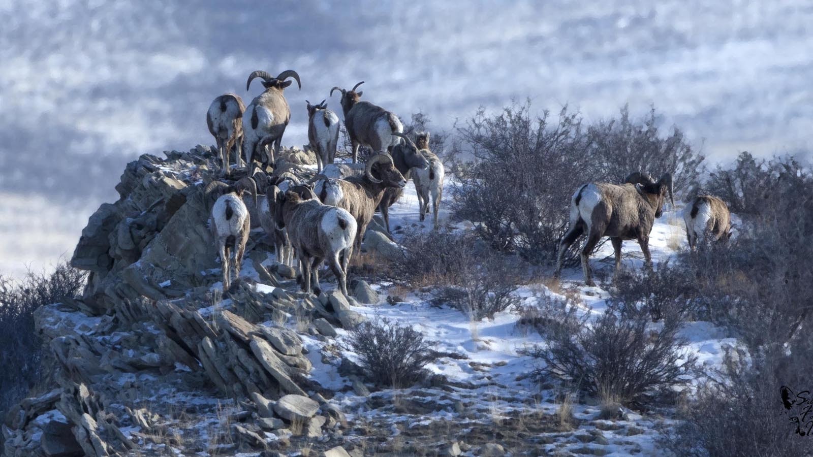 The Ferris-Seminoe bighorn sheep are prized as one of Wyoming’s healthiest, most vibrant herds.